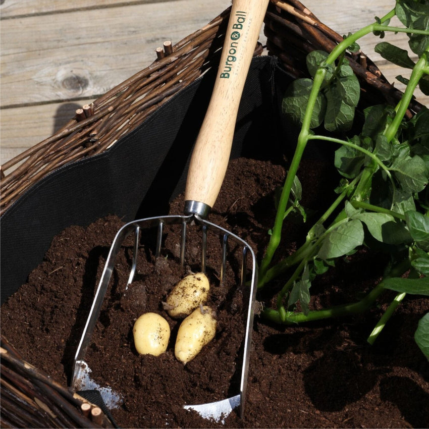 BURGON & BALL Mid Handled Garden Potato Harvesting Scoop - RHS Endorse