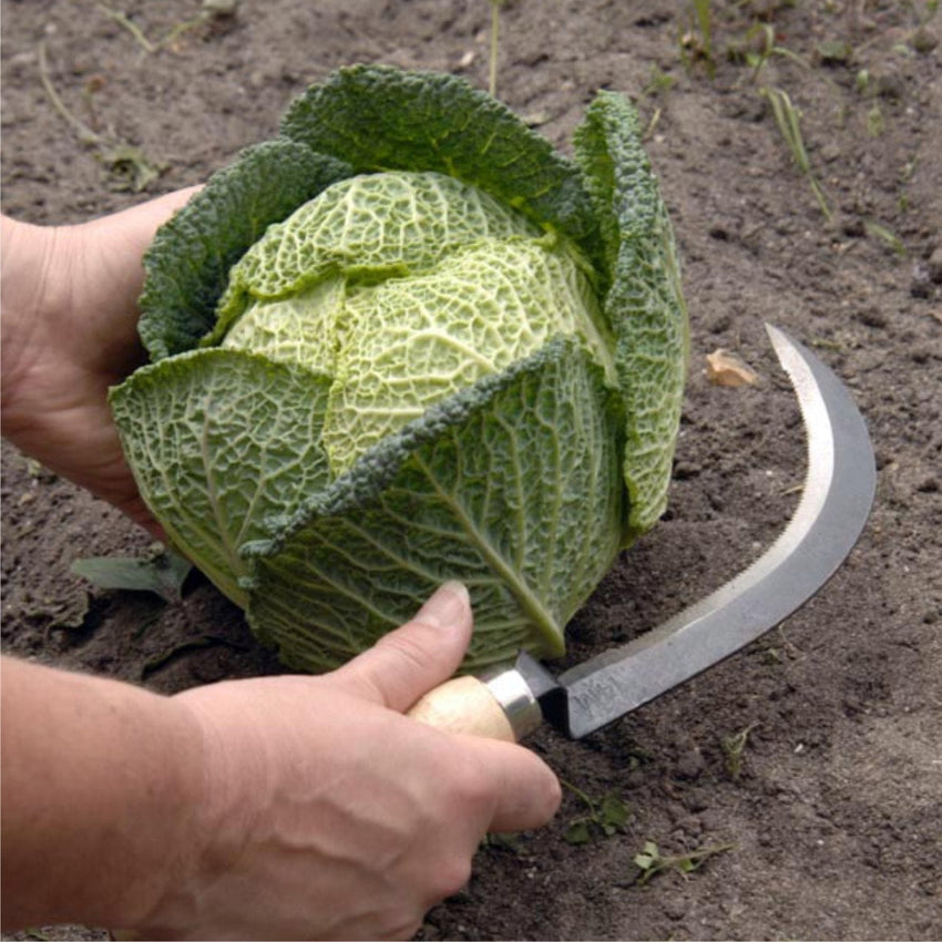 BURGON & BALL Vegetable Harvesting Knife